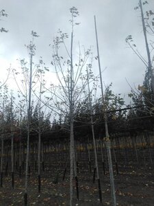 Acer negundo 'Flamingo' 10-12 Hoogstam wortelgoed - afbeelding 5