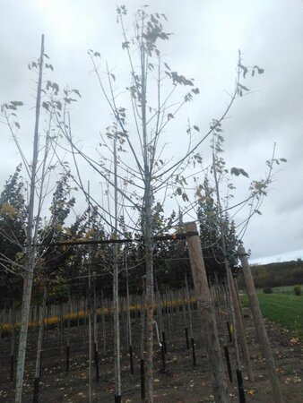 Acer negundo 'Flamingo' 10-12 Hoogstam wortelgoed - afbeelding 6