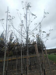 Acer negundo 'Flamingo' 10-12 Hoogstam wortelgoed - afbeelding 6