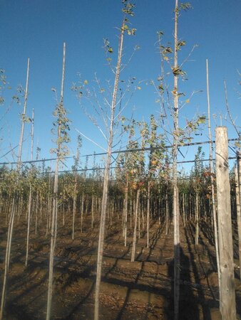 Acer negundo 'Flamingo' 10-12 Hoogstam wortelgoed - afbeelding 7