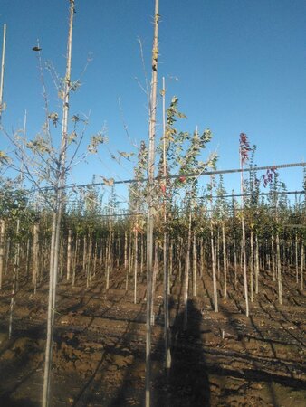 Acer negundo 'Flamingo' 6-8 STA BR - image 5