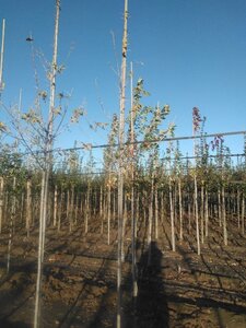 Acer negundo 'Flamingo' 6-8 STA BR - image 5