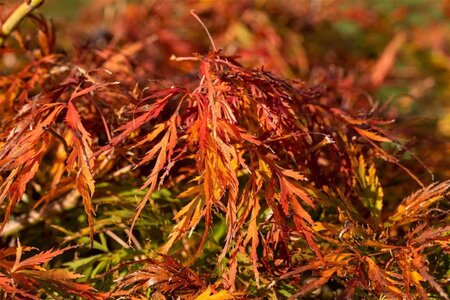 Acer pal. 'Dissectum' 6-8 HS cont. 20L 120 cm stem - image 1