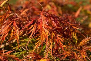 Acer pal. 'Dissectum' 6-8 HS cont. 20L 120 cm stem - image 1