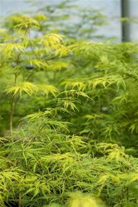 Acer pal. 'Dissectum' 6-8 HS cont. 20L 120 cm stem - image 2