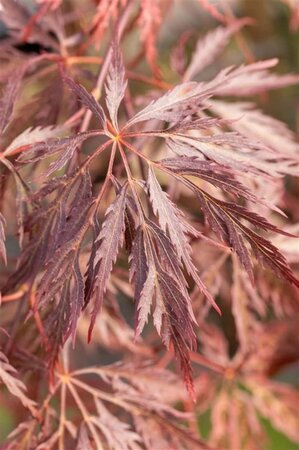 Acer pal. 'Inaba-shidare' halfstam cont. 30L