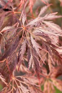 Acer pal. 'Inaba-shidare' halfstam cont. 30L