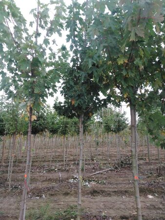 Acer freemanii 'Celzam' = 'Celebration' 8-10 Hoogstam wortelgoed