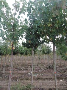 Acer freemanii 'Celzam' = 'Celebration' 8-10 Hoogstam wortelgoed