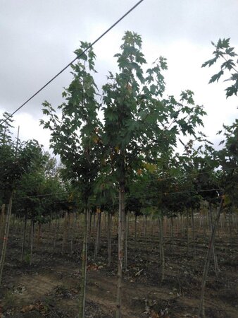 Acer freemanii 'Celzam' = 'Celebration' 12-14 Hoogstam wortelgoed 2 X verplant
