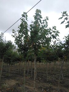 Acer freemanii 'Celzam' = 'Celebration' 12-14 Hoogstam wortelgoed 2 X verplant
