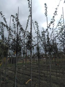 Acer campestre 'Elsrijk' 6-8 STA BR - image 1