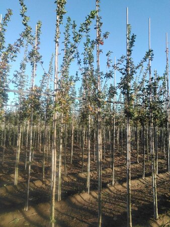 Acer campestre 'Elsrijk' 6-8 STA BR - image 3