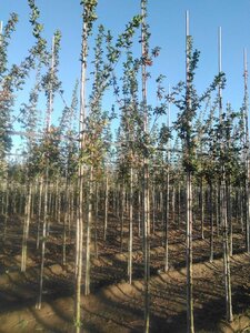 Acer campestre 'Elsrijk' 6-8 STA BR - image 3