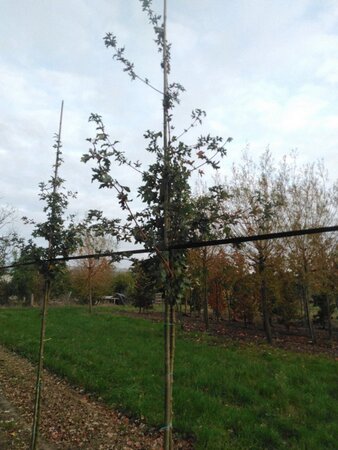 Acer campestre 'Elsrijk' 6-8 STA BR - image 2