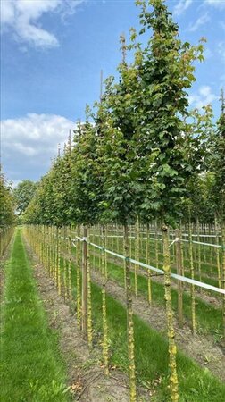 Acer campestre 'Lienco' 10-12 Hoogstam draadkluit - afbeelding 1
