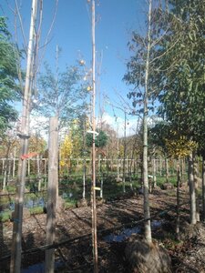 Acer campestre 'Lienco' 10-12 Hoogstam draadkluit - afbeelding 3