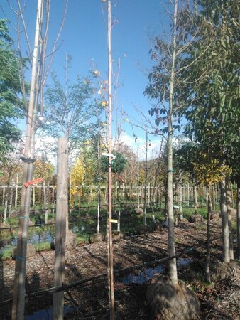 Acer campestre 'Lienco' 10-12 STA WRB - image 3