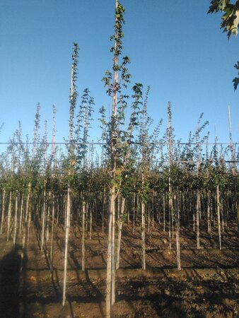 Acer campestre 'Lienco' 6-8 Hoogstam wortelgoed