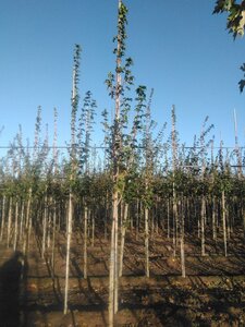 Acer campestre 'Lienco' 6-8 Hoogstam wortelgoed