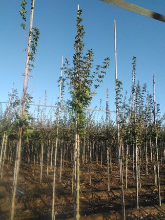 Acer campestre 'Lienco' 8-10 Hoogstam wortelgoed - afbeelding 3