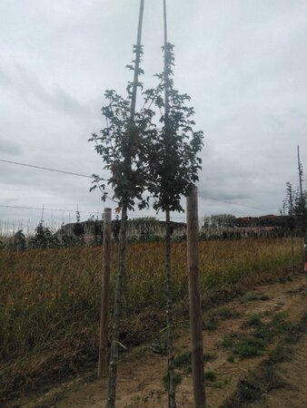 Acer campestre 'Lienco' 8-10 Hoogstam wortelgoed - afbeelding 2