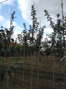 Acer campestre 'Queen Elizabeth' 8-10 Hoogstam wortelgoed - afbeelding 4