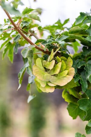 Acer campestre 'Queen Elizabeth' 8-10 Hoogstam wortelgoed - afbeelding 1