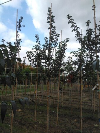 Acer campestre 'Queen Elizabeth' 8-10 STA4 BR - image 4