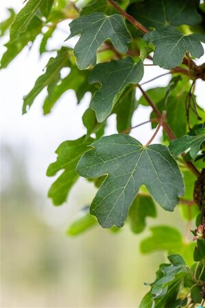 Acer campestre 'Queen Elizabeth' 8-10 STA4 BR - image 3