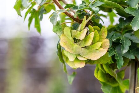 Acer campestre 'Queen Elizabeth' 8-10 STA4 BR - image 2