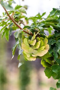 Acer campestre 'Queen Elizabeth' 8-10 STA4 BR - image 1