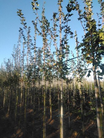 Acer campestre 'Red Shine' 6-8 Hoogstam wortelgoed - afbeelding 5