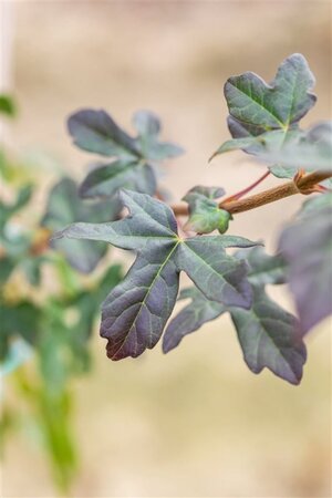 Acer campestre 'Red Shine' 6-8 STA BR - image 1