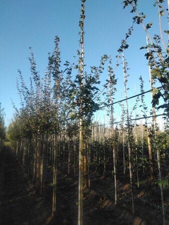 Acer campestre 'Red Shine' 8-10 Hoogstam wortelgoed - afbeelding 5