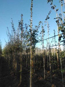 Acer campestre 'Red Shine' 8-10 STA4 BR - image 5