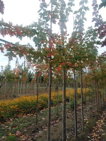 Acer freemanii 'Autumn Blaze' = 'Jeffersred' 6-8 Hoogstam wortelgoed - afbeelding 9