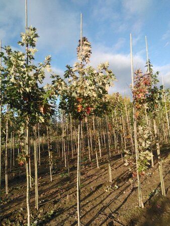 Acer freemanii 'Autumn Blaze' = 'Jeffersred' 6-8 Hoogstam wortelgoed - afbeelding 4