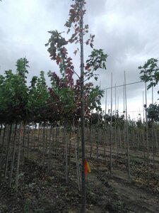 Acer freemanii 'Autumn Blaze' = 'Jeffersred' 6-8 Hoogstam wortelgoed - afbeelding 5