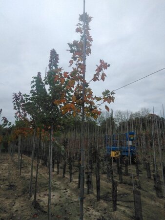 Acer freemanii 'Autumn Blaze' = 'Jeffersred' 6-8 Hoogstam wortelgoed - afbeelding 7