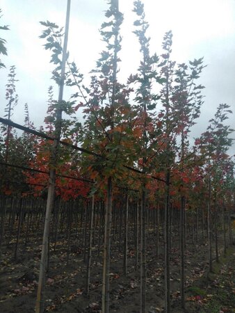 Acer freemanii 'Autumn Blaze' = 'Jeffersred' 8-10 Hoogstam wortelgoed - afbeelding 8