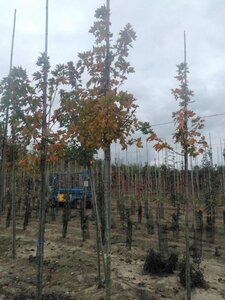 Acer freemanii 'Autumn Blaze' = 'Jeffersred' 8-10 STA4 BR - image 7