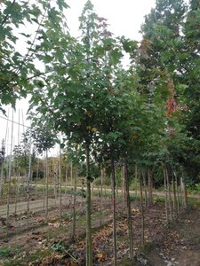 Acer freemanii 'Celzam' = 'Celebration' 14-16 Hoogstam wortelgoed 2 X verplant