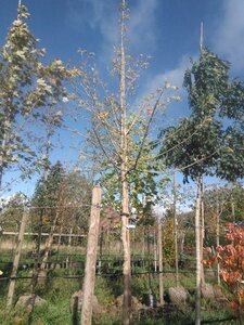 Acer negundo 'Flamingo' 16-18 Hoogstam draadkluit 3 X verplant