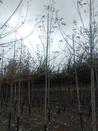 Acer negundo 'Flamingo' 8-10 Hoogstam wortelgoed - afbeelding 5