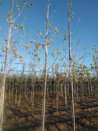 Acer negundo 'Flamingo' 8-10 Hoogstam wortelgoed - afbeelding 6