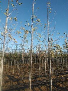 Acer negundo 'Flamingo' 8-10 Hoogstam wortelgoed - afbeelding 6