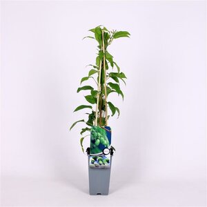 Actinidia a. 'Issai' ♀♂ 70 cm vierkant 2L - afbeelding 4