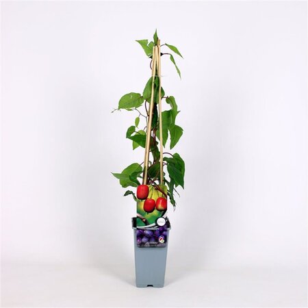 Actinidia a. 'Ken's Red' ♀ 70 cm vierkant 2L