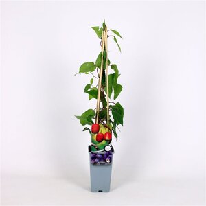 Actinidia a. 'Ken's Red' ♀ 70 cm vierkant 2L
